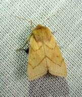 Image of V-lined Quaker Moth