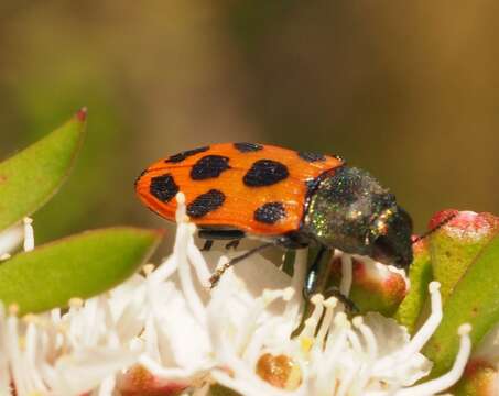 Image of Castiarina octomaculata (Saunders 1868)