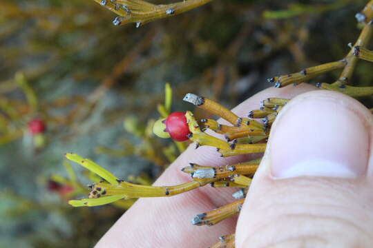 Imagem de Exocarpos bidwillii Hook. fil.