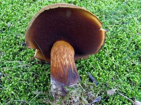 Image of Boletus vermiculosus Peck 1872