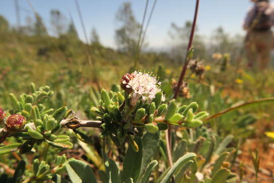 Image of Pine Hill buckbrush