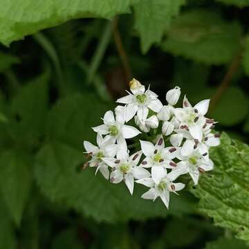 Image of Allium humile Kunth