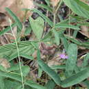Image of Flemingia parviflora Benth.
