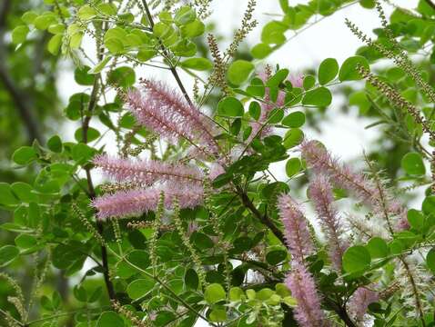 Mimosa spirocarpa Rose的圖片