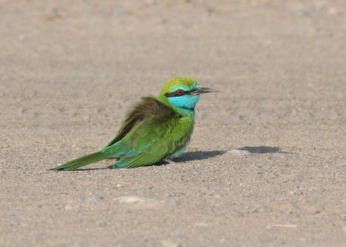 Image of <i>Merops cyanophrys</i>