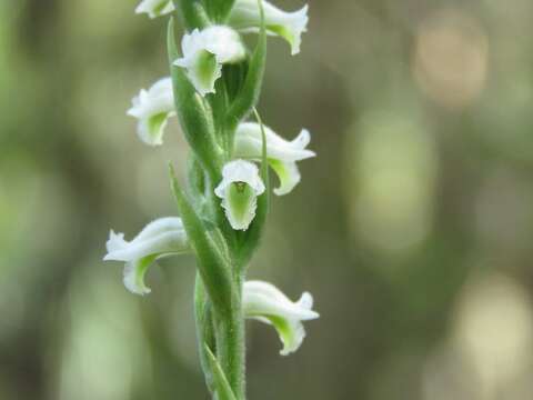 Spiranthes triloba (Small) K. Schum. resmi