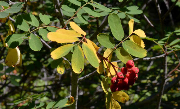 Image of Western Rowan