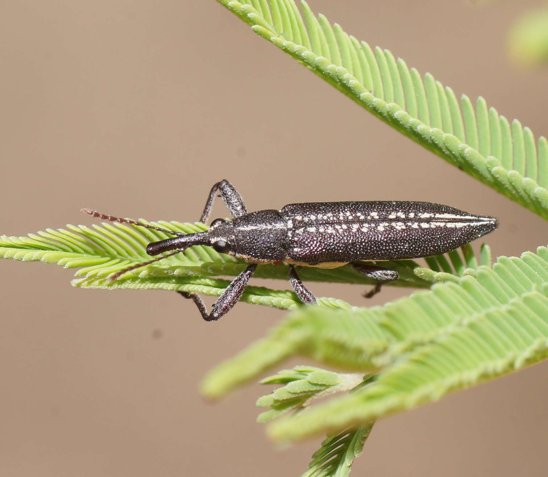 Imagem de Rhinotia brunnea (Boisduval 1835)