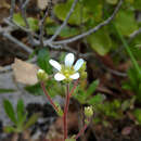 Image of Saxifraga cintrana Kuzinsky ex Willk.