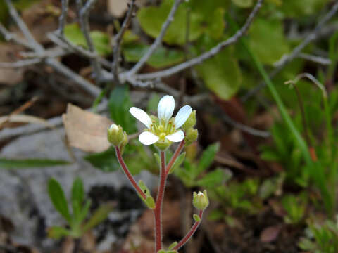 Image of Saxifraga cintrana Kuzinsky ex Willk.