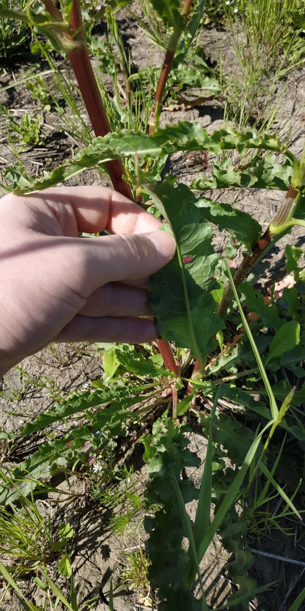 Imagem de Rumex pseudonatronatus (Borb.) Borb. ex Murb.