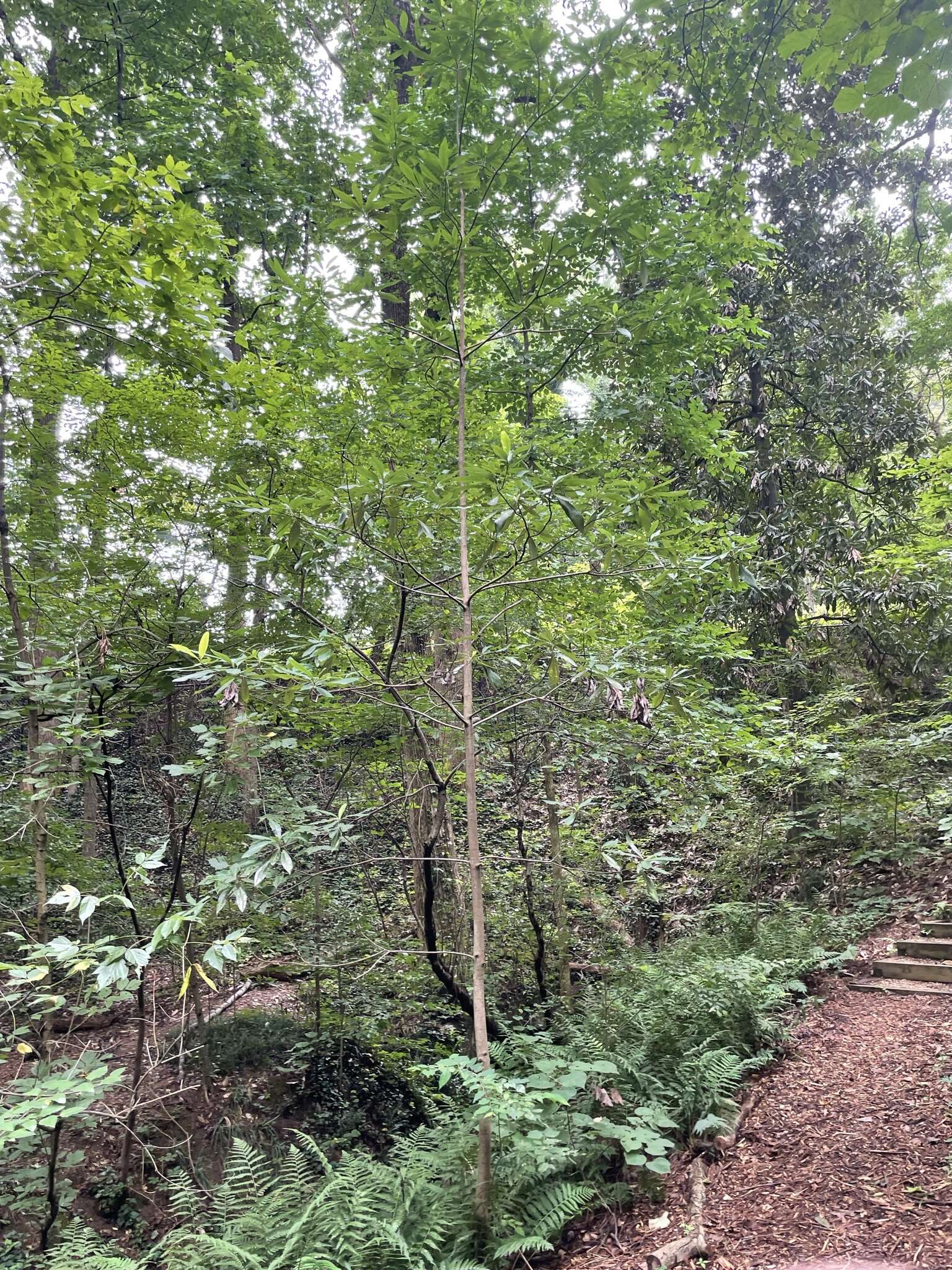 Image of Magnolia virginiana var. australis Sarg.