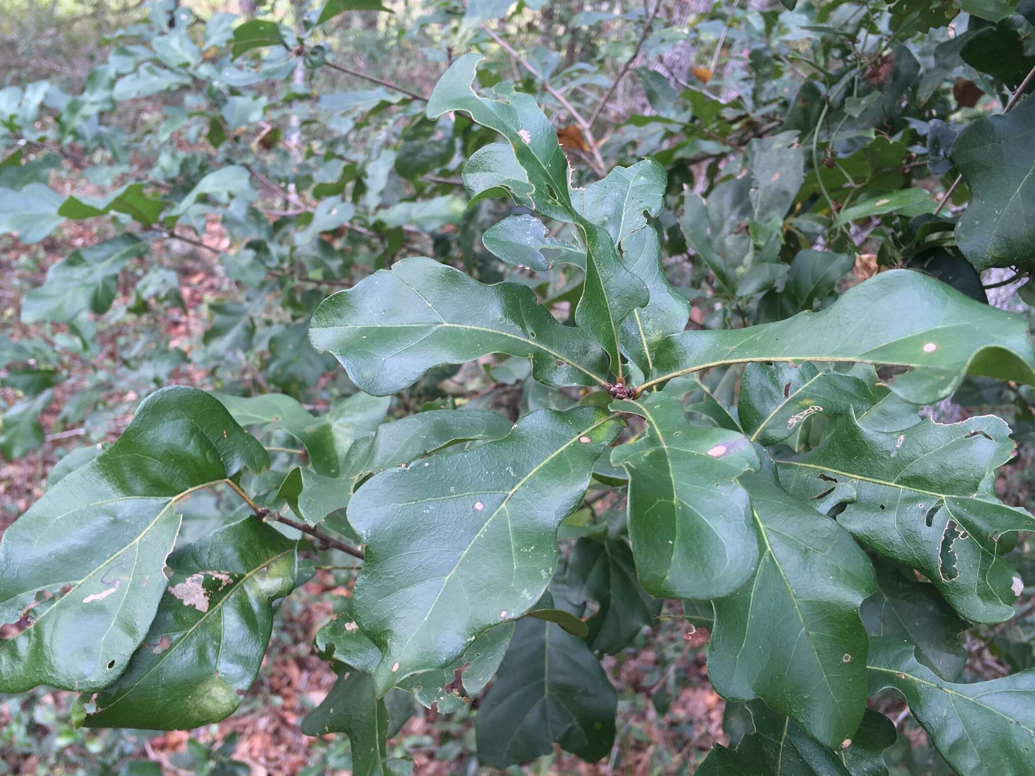 Imagem de Quercus austrina Small