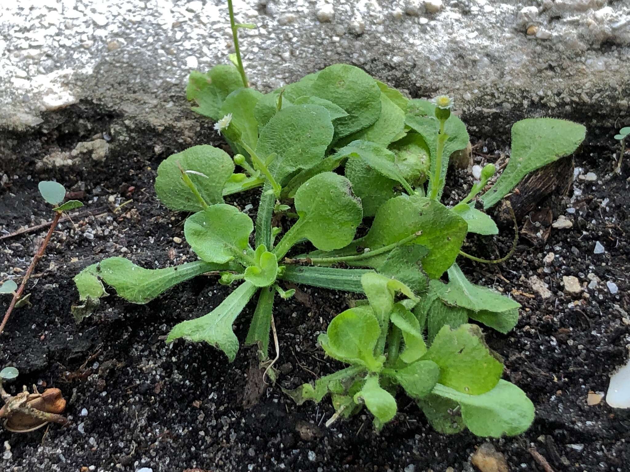 Слика од Erigeron bellioides DC.