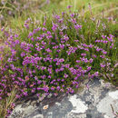 Image of Bell heather