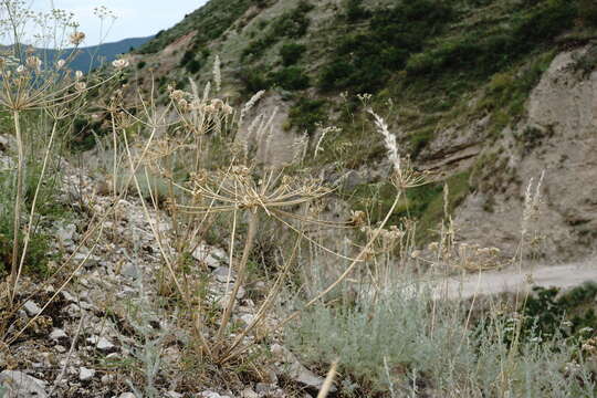 Image of Zosima absinthifolia (Vent.) Link