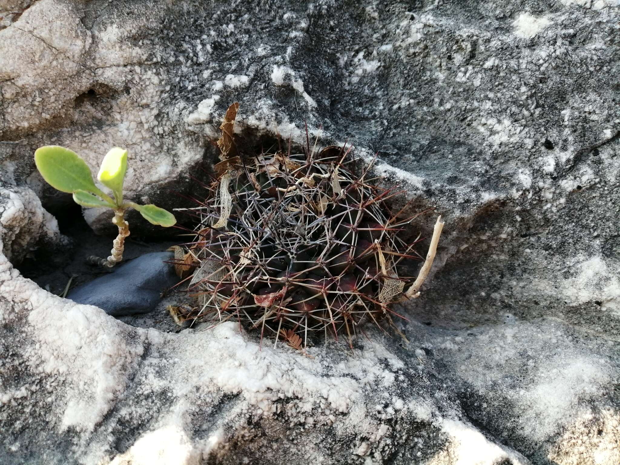 Image of Mammillaria melanocentra Poselg.