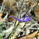 Слика од Delphinium obcordatum DC.