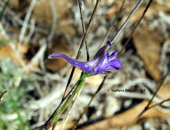 Image of Delphinium obcordatum DC.