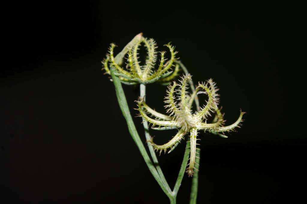 Image de Koelpinia linearis Pall.