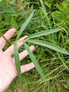 Image of stiff cowbane