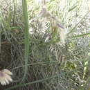 Imagem de Gladiolus leptosiphon F. Bolus