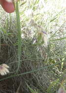 Imagem de Gladiolus leptosiphon F. Bolus