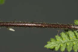 Image of Hypolepis rugosula subsp. lactea (Brownsey & Chinnock) Schwartsb.