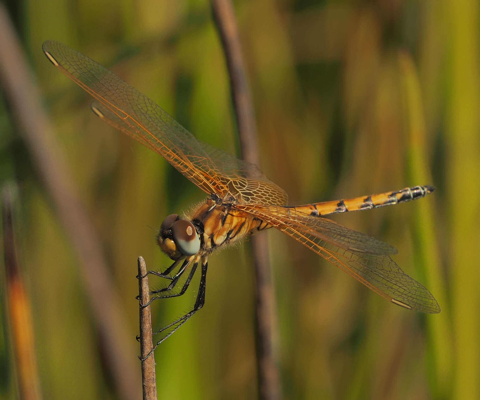 Image of Trithemis monardi Ris 1931