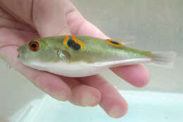 Image of Ocellated Puffer