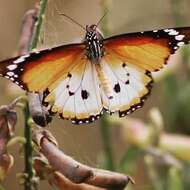 Image of Danaus (Anosia) chrysippus subsp. alcippus Cramer 1777