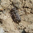 Image of Dunedin tiger beetle