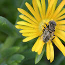 Image of Eristalinus nigricans (Wiedemann 1830)