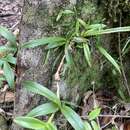 Image of Maxillaria inflexa (Lindl.) Griseb.