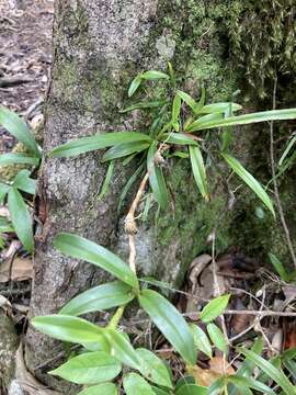 Image of Maxillaria inflexa (Lindl.) Griseb.