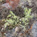 Слика од Astragalus chorinensis Bunge