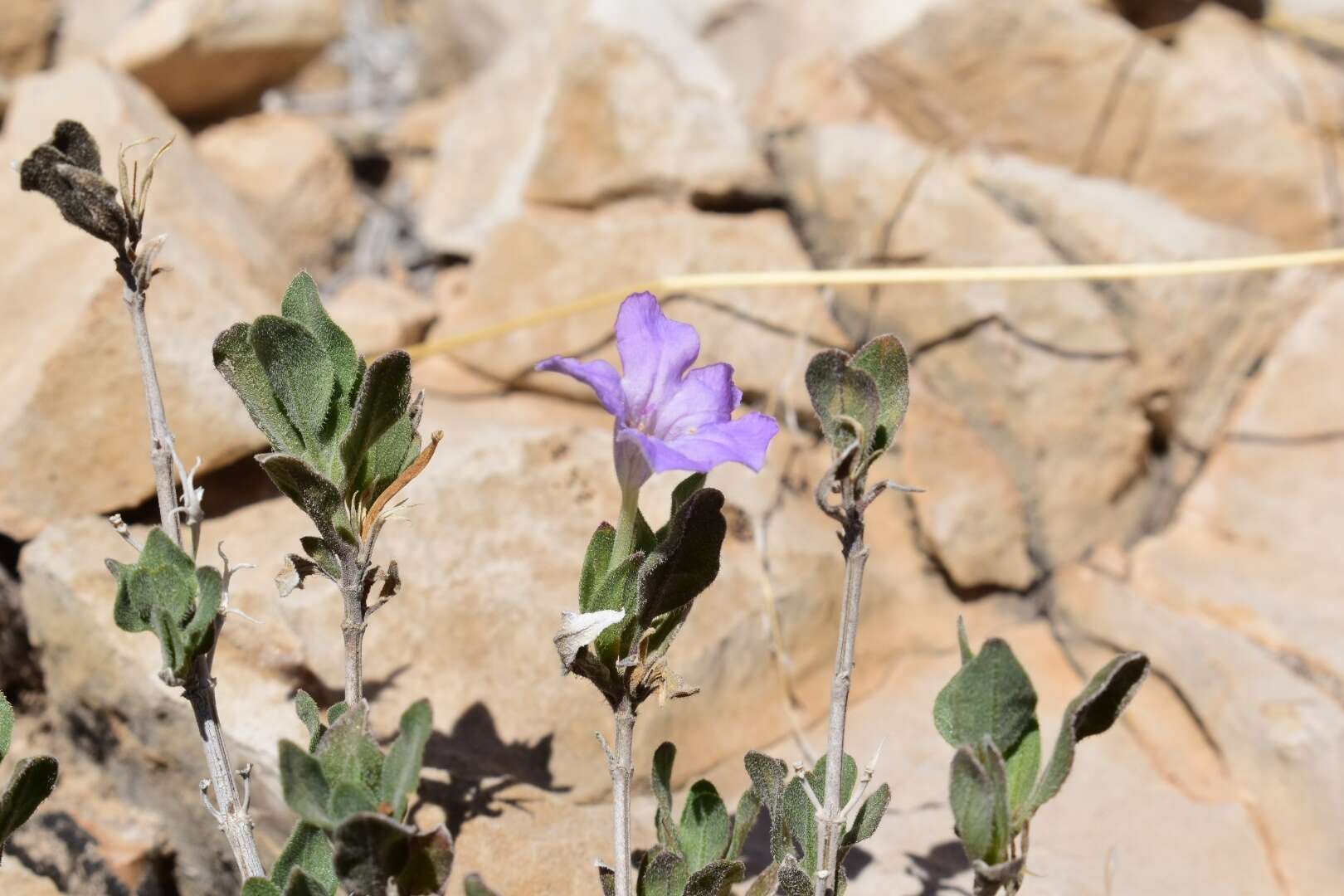 Image of Parry's wild petunia