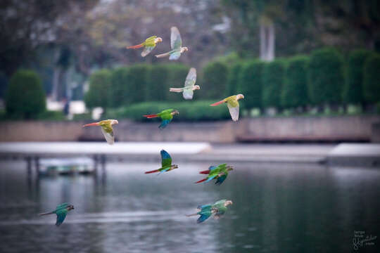 Image of Green-cheeked Conure