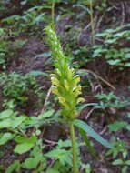 Imagem de Pedicularis bracteosa var. flavida (Pennell) Cronq.