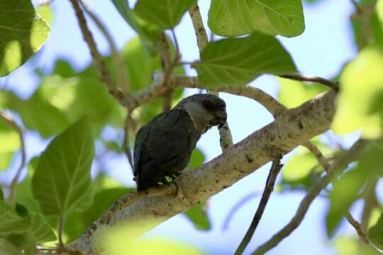 Image of Rüppell's Parrot