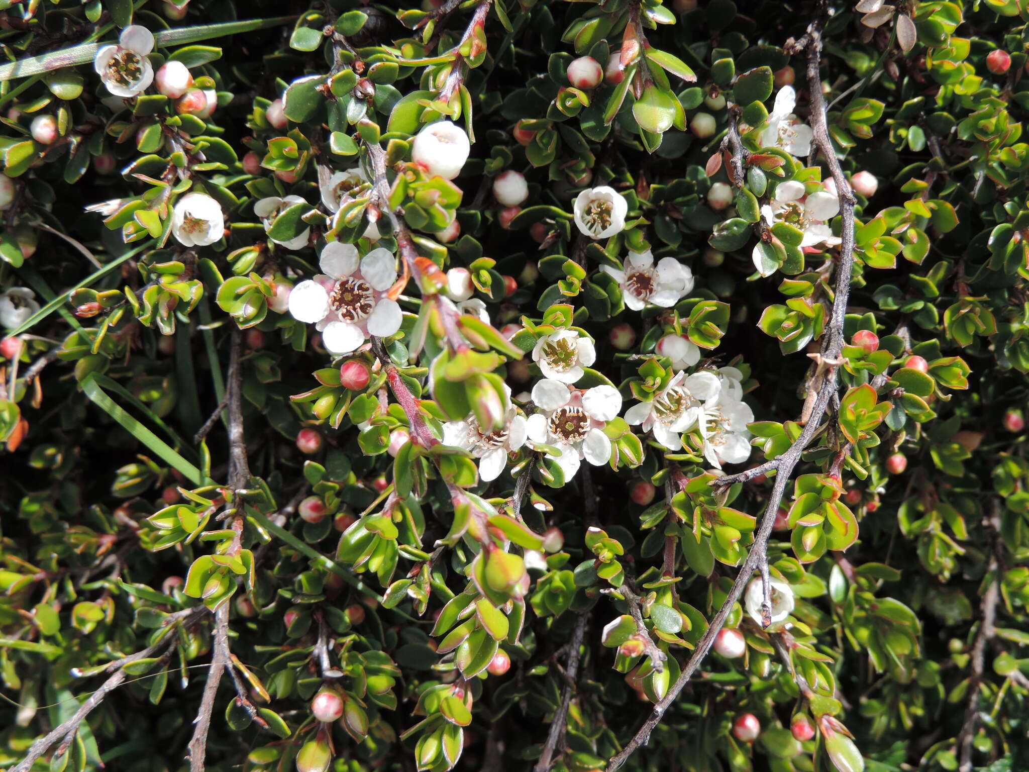 Sivun Leptospermum rupestre Hook. fil. kuva