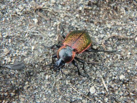 Image of Carabus (Hemicarabus) macleayi Dejean 1826