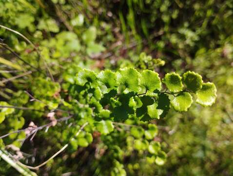 Adiantum chilense var. sulphureum (Kaulf.) Giudice的圖片