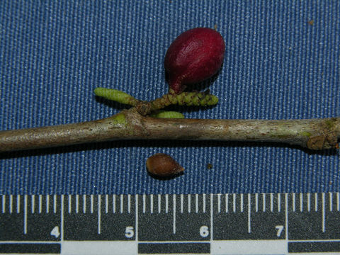 Image of <i>Lacistema aggregatum</i> (Berg.) Rusby