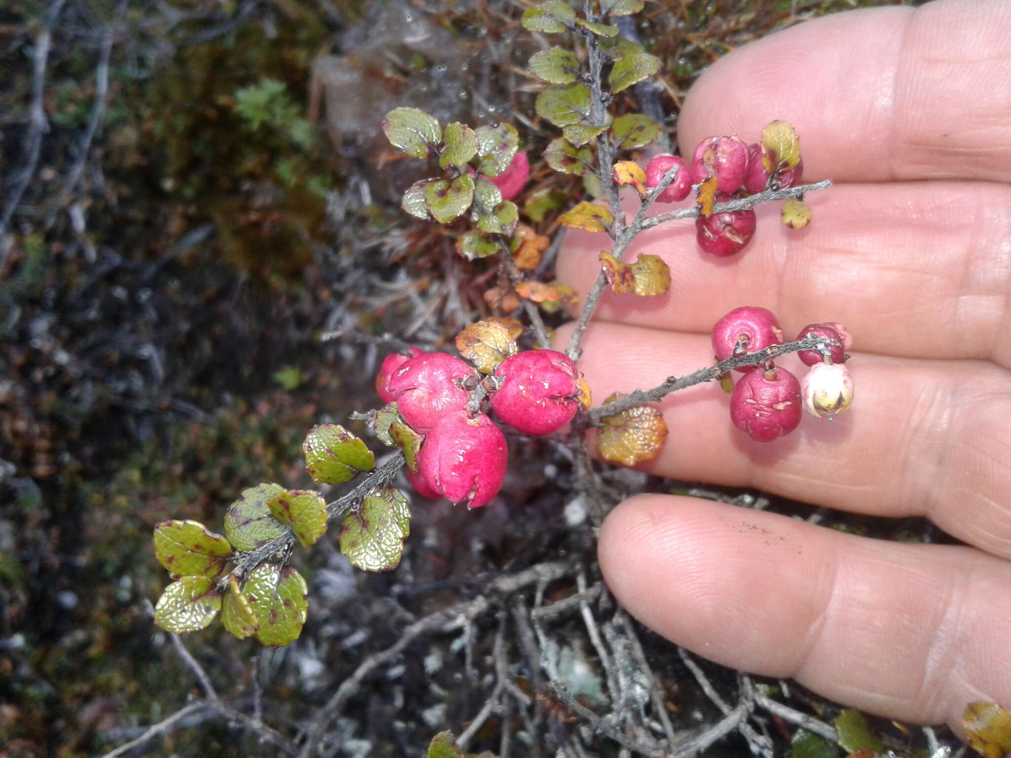 Sivun Gaultheria antipoda Forst. fil. kuva