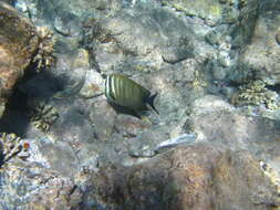 Image of Desjardin's Sailfin Tang