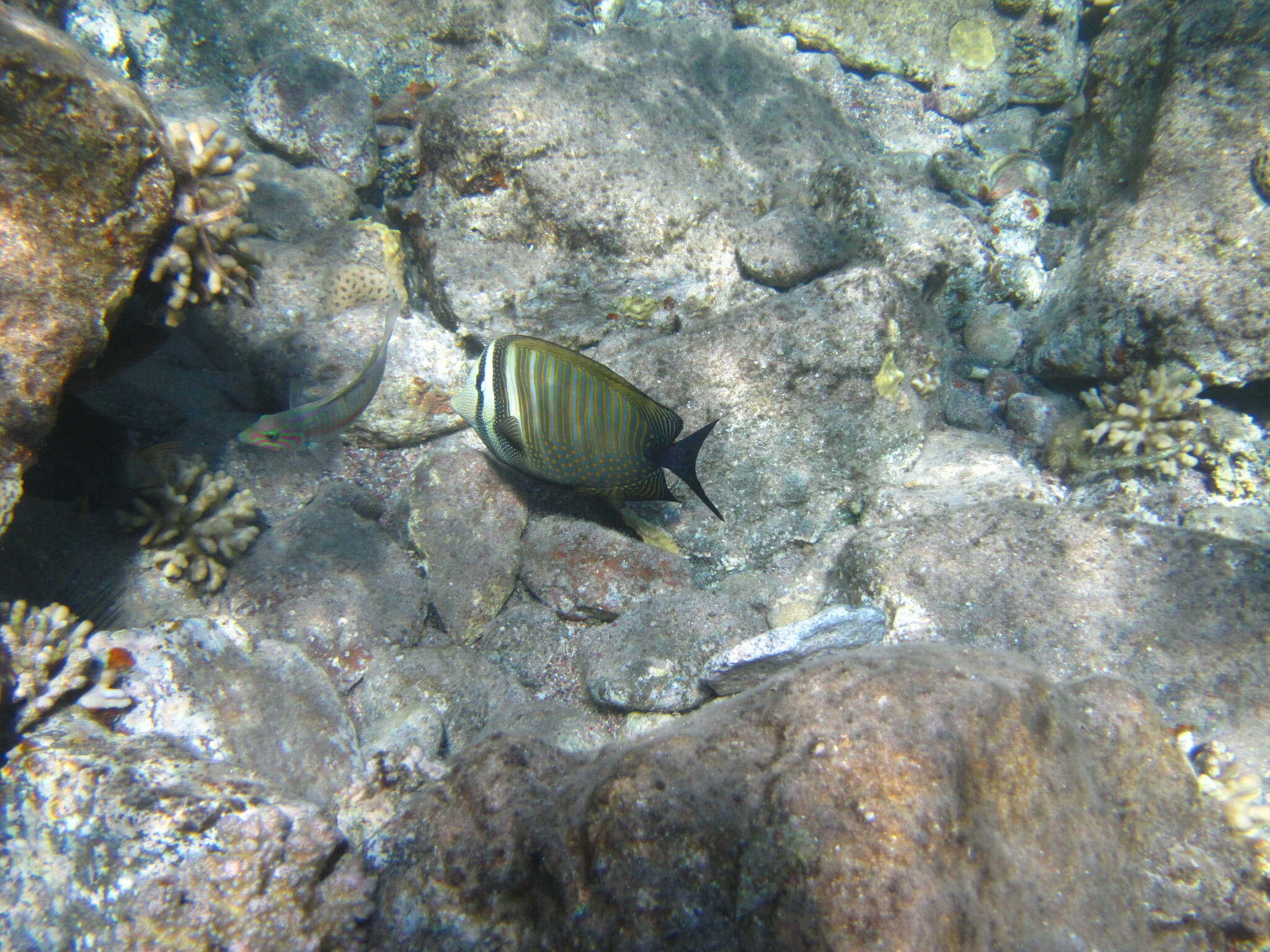 Image of Desjardin's Sailfin Tang