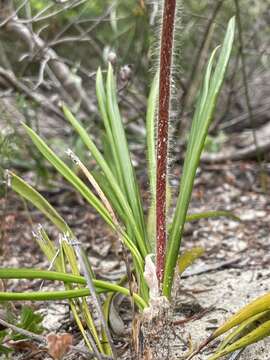 Image of Stylidium pilosum (Labill.) Labill.