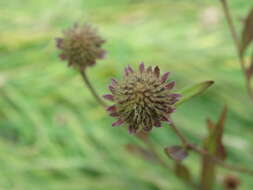 Image of Aster incisus Fisch.