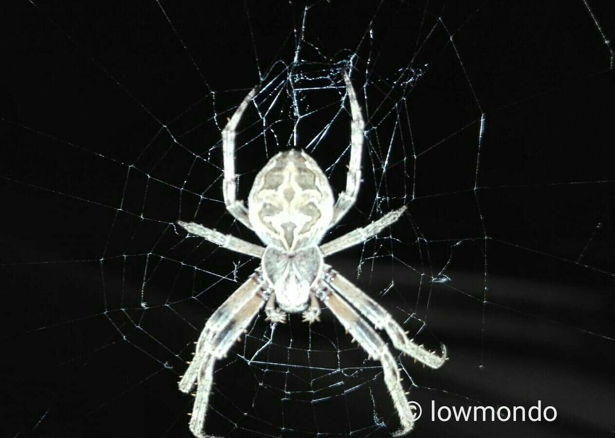 Image of Gray Cross Spider